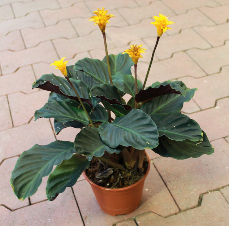 En blomstrende plante har især brug for kompleks fodring.