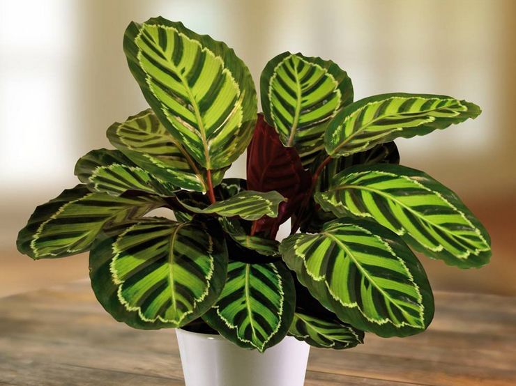 Calathea plante