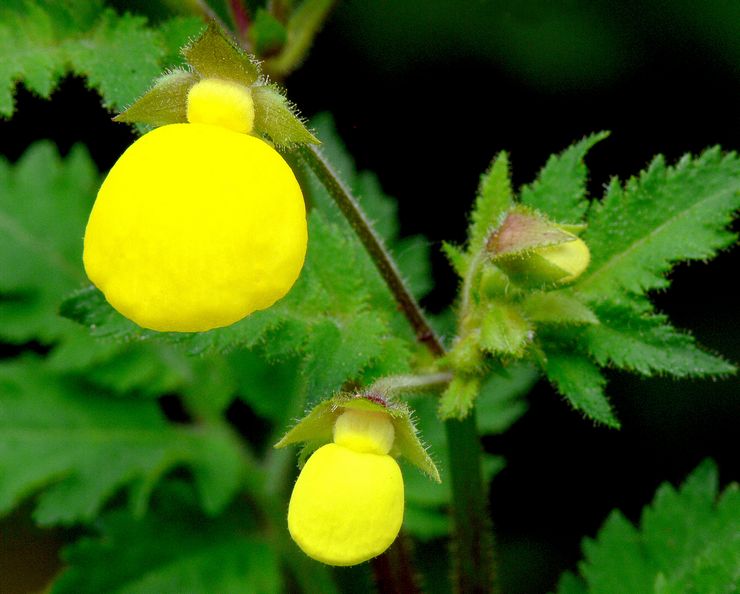 Calceolaria mexicansk