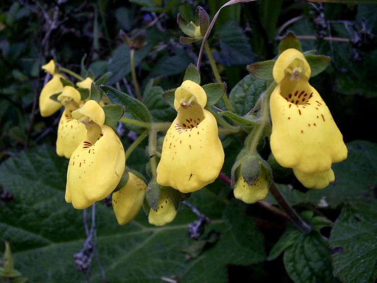 Calceolaria crenate