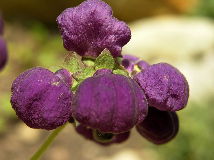 Spindelvæv calceolaria