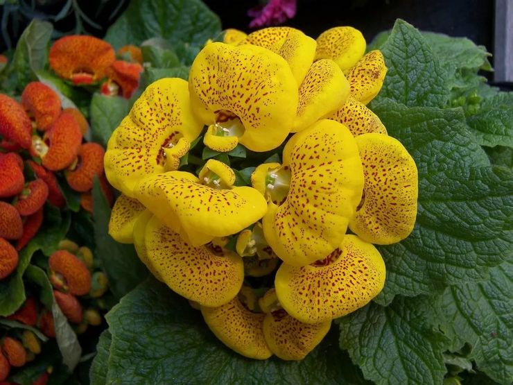 Beskrivelse af calceolaria