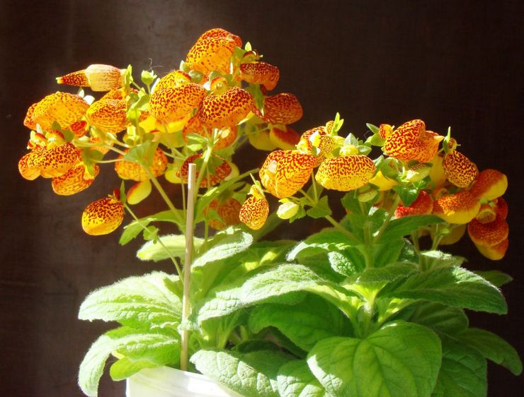 Calceolaria blomst
