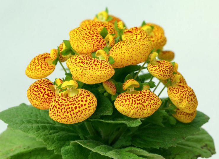 Calceolaria