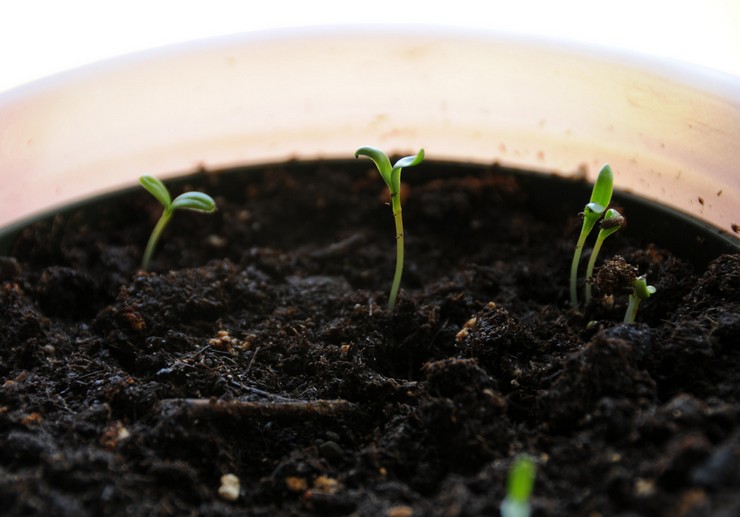 Dyrkning af calendula fra frø