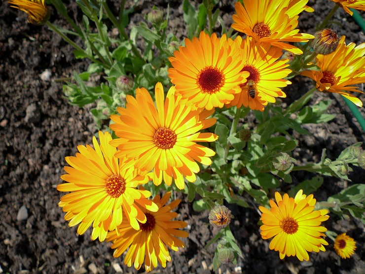 Plantning af calendula i åbent terræn