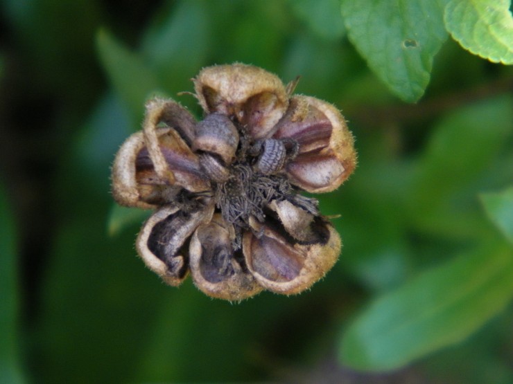 Calendula kukinnan jälkeen