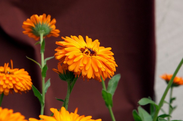 Medicinske egenskaber ved calendula