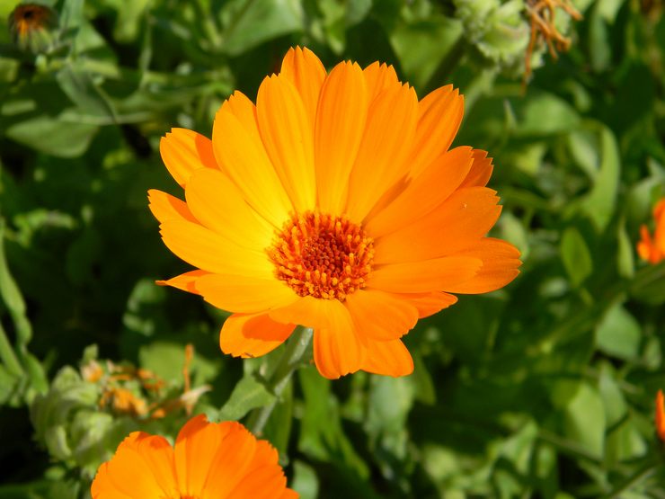 Calendula - plantning og pleje i det åbne felt. Dyrkning af calendula fra frø, formeringsmetoder. Beskrivelse, typer. Foto