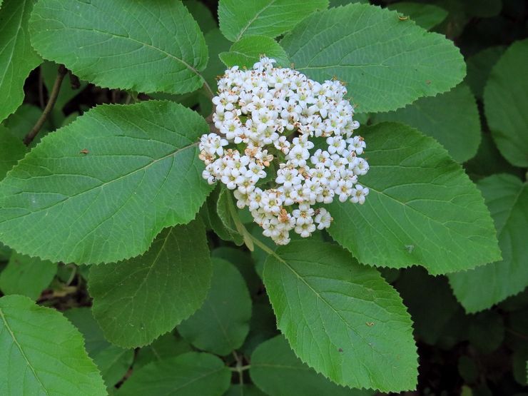 Kalina gordovina, ή μαύρο viburnum