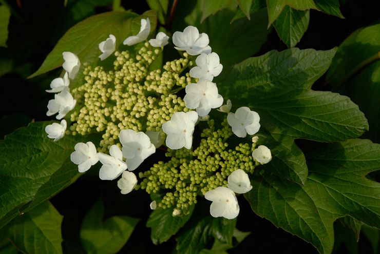 Τρίφυλλο viburnum