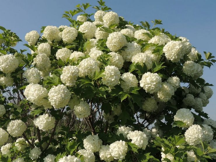 Περιγραφή του viburnum Buldenezh