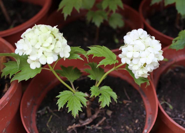 Φύτευση viburnum Buldenezh σε ανοιχτό έδαφος