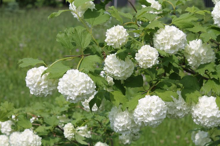 Κλάδεμα viburnum Buldenezh