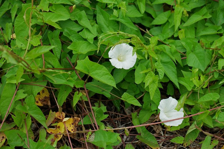 Plantning af calistegia i åbent terræn