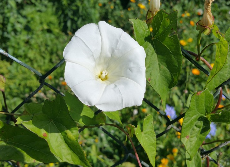 Calistegia (nová)