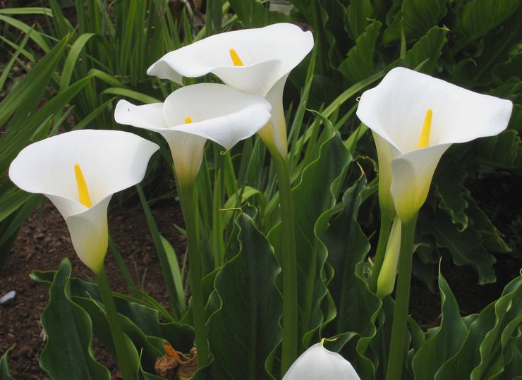 Calla etiopisk