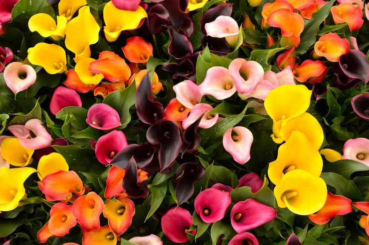 Calla Mix