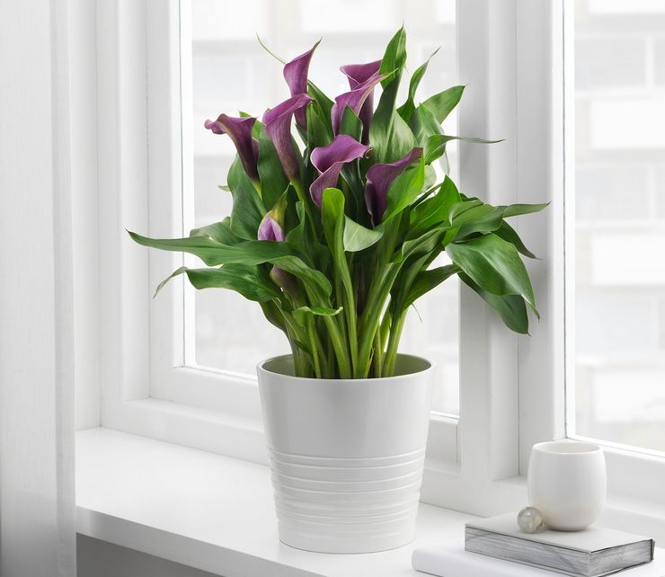 Calla lily φροντίδα στο σπίτι