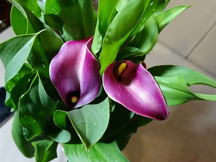 Calla liljer