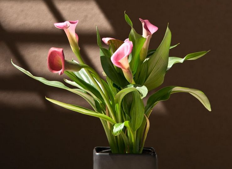 Calla plante