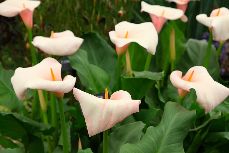 Calla etiopialainen