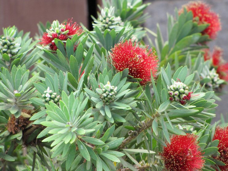 Til vanding af callistemon anbefales det kun at bruge bundfældet eller renset vand.