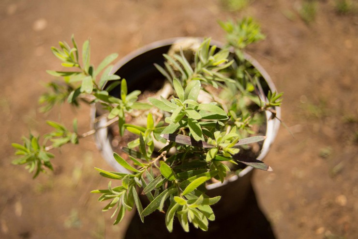 Reproduktion af callistemon