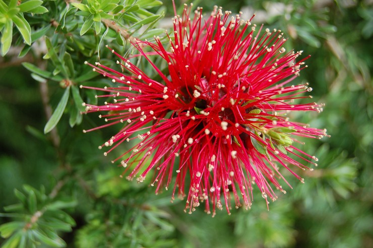 Callistemon - الرعاية المنزلية. زراعة الكاليستيمون وزرعها وتكاثرها. الوصف والأنواع. صورة فوتوغرافية