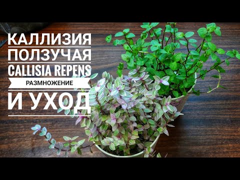 Callisia الزاحف -Callisia repens. التكاثر بالعقل // زهور منزلية