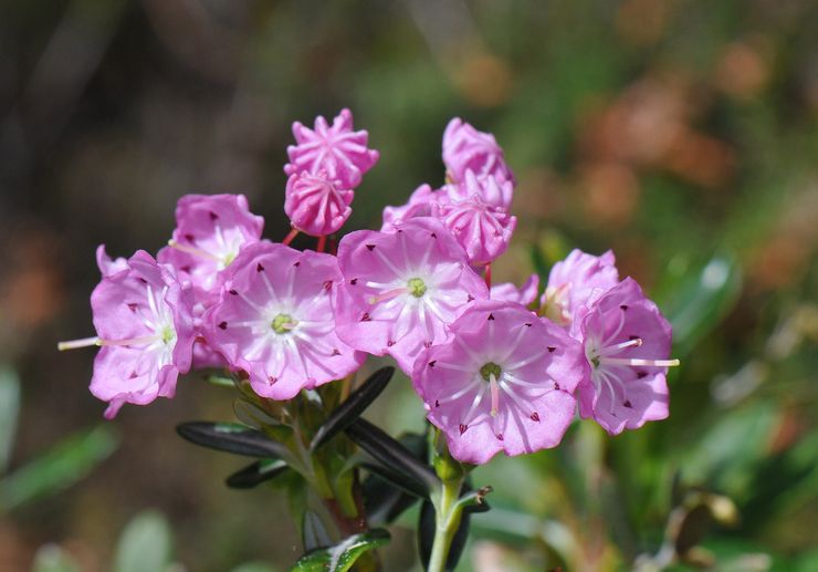 Multifoliat Kalmia