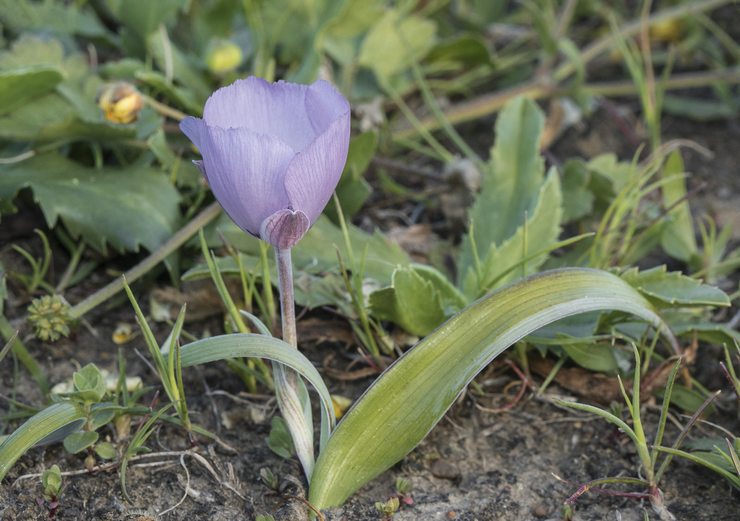 Plantning af Kalohortus i åbent terræn