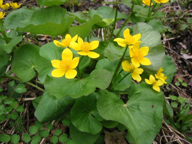 Marsh marigold