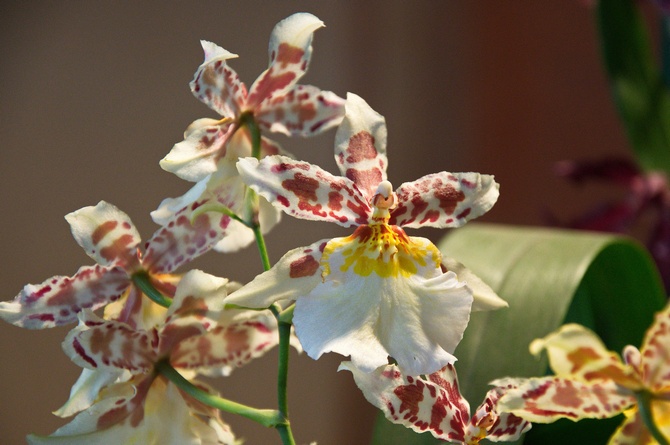 Cambria Orchid - الرعاية المنزلية. زراعة الكامبريا وزرعها وتكاثرها. الوصف والأنواع. صورة فوتوغرافية