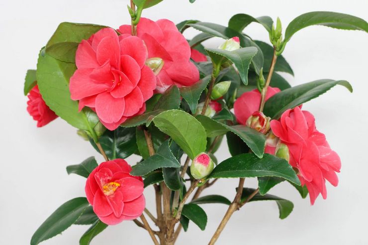 Camellia