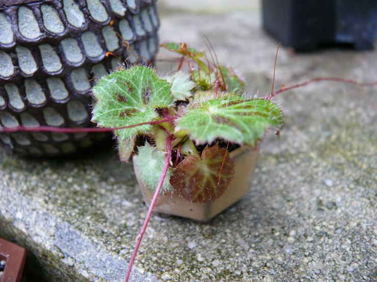 Saxifragen jäljentäminen