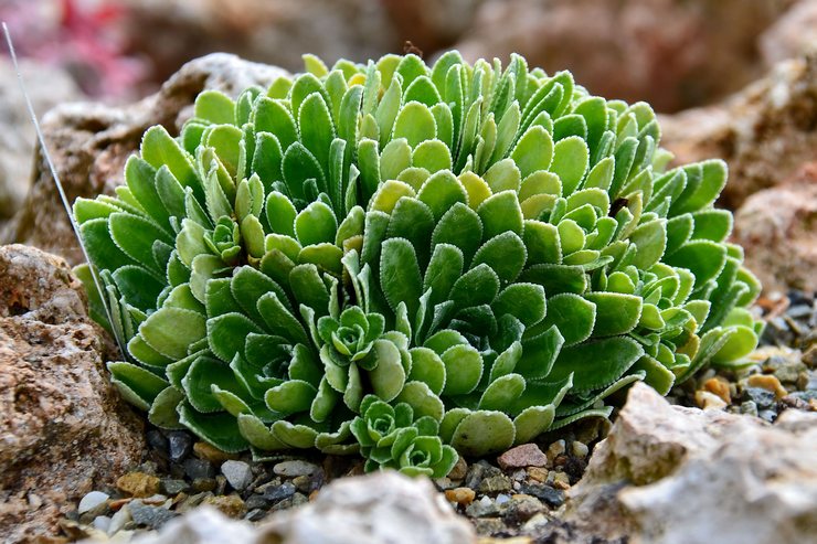 Saxifrage cotyledon