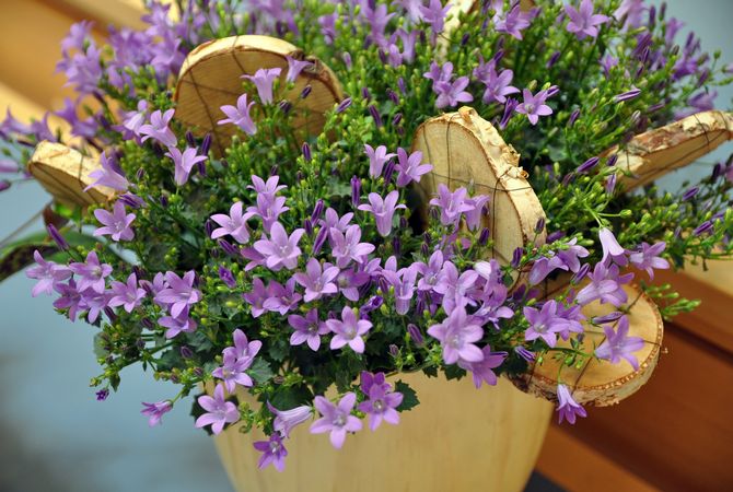 Campanula pleje derhjemme