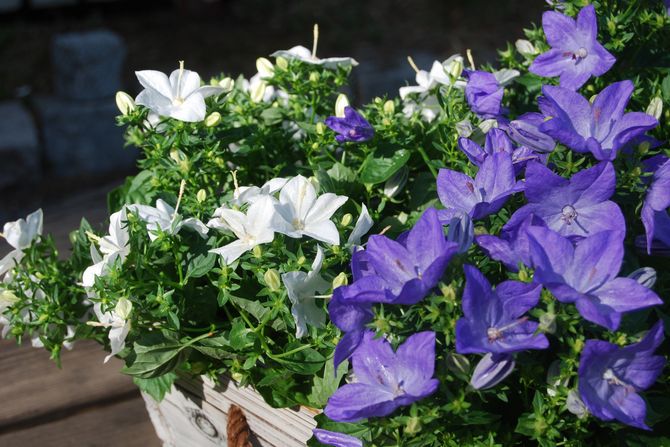 Campanula - hjemmepleje. Dyrkning, plantning og reproduktion af campanula. Beskrivelse, typer, fotos