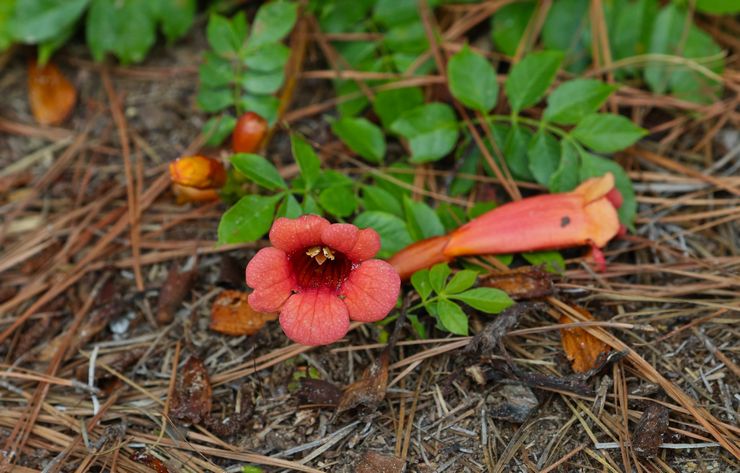 Kampsiksen laskeutumisen ominaisuudet