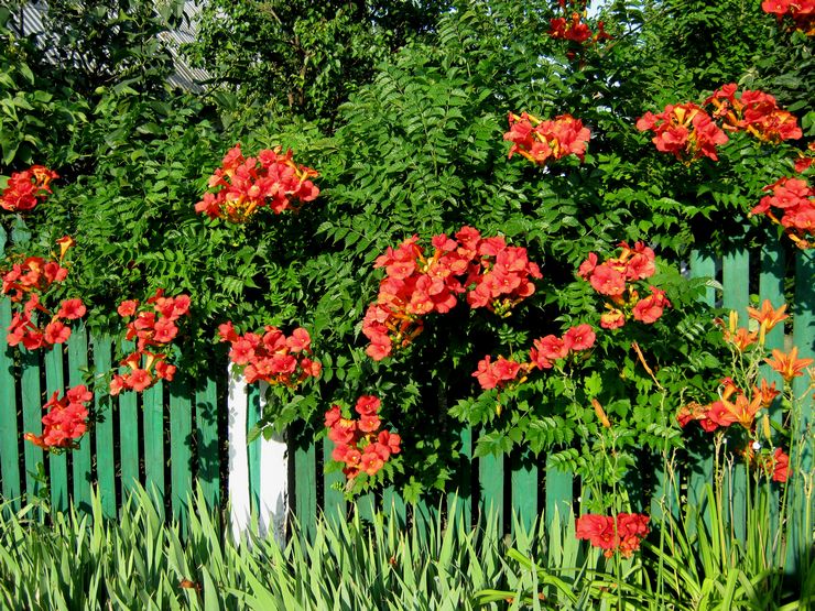 Hvorfor blomstrer Kampsis ikke