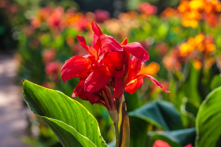 Canna ινδικά