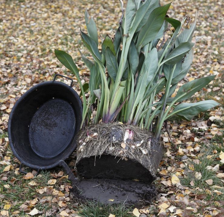 Hvornår skal man plante dåser