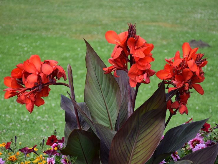 Canna blomst