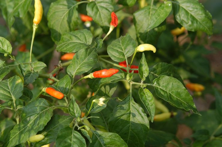 Cayenne- tai pensaspippuria