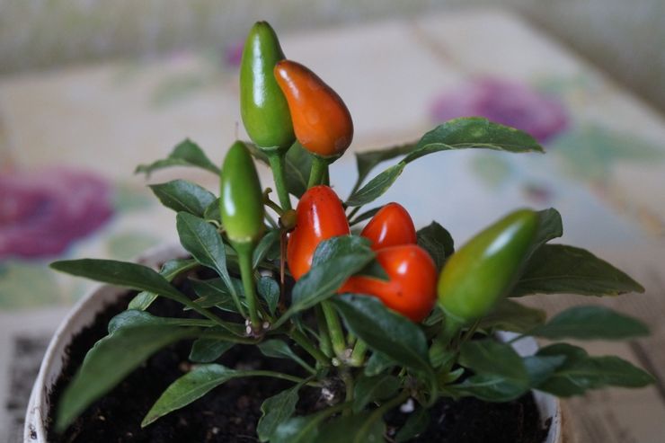 Μεταμόσχευση Capsicum