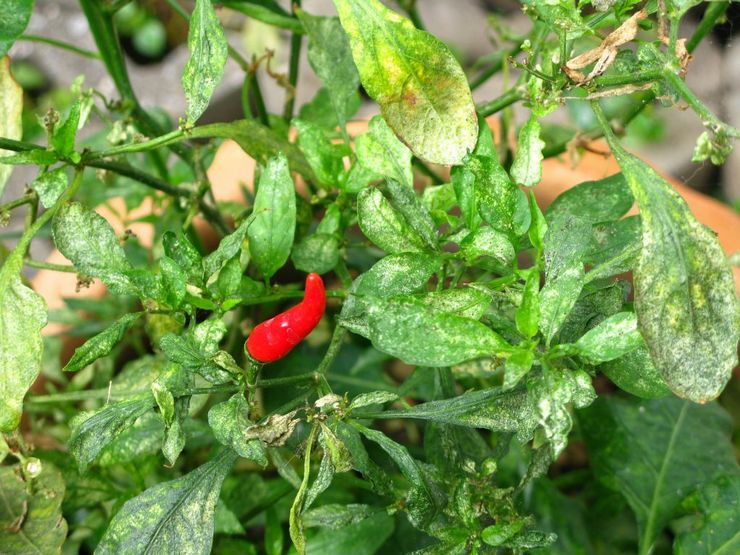 Παράσιτα και ασθένειες του Capsicum