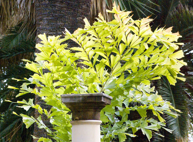 كاريوتا بالم - الرعاية المنزلية. زراعة Caryote وزرعها وتكاثرها. الوصف والأنواع. صورة فوتوغرافية