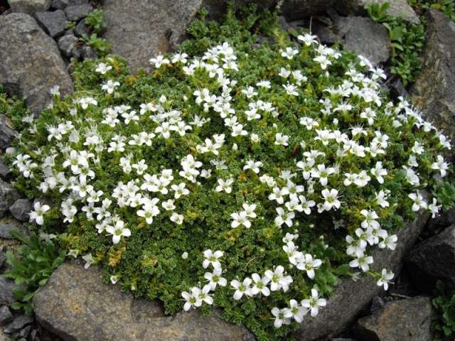 undersized stauder, der blomstrer hele sommerfotoet med navne