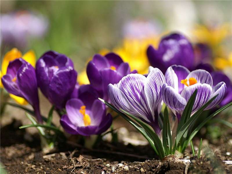 undersized stauder, der blomstrer hele sommerfotoet med navne